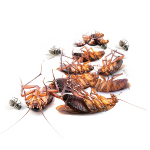 Ние-Унищожаваме-хлебарките-Pestarest.bg