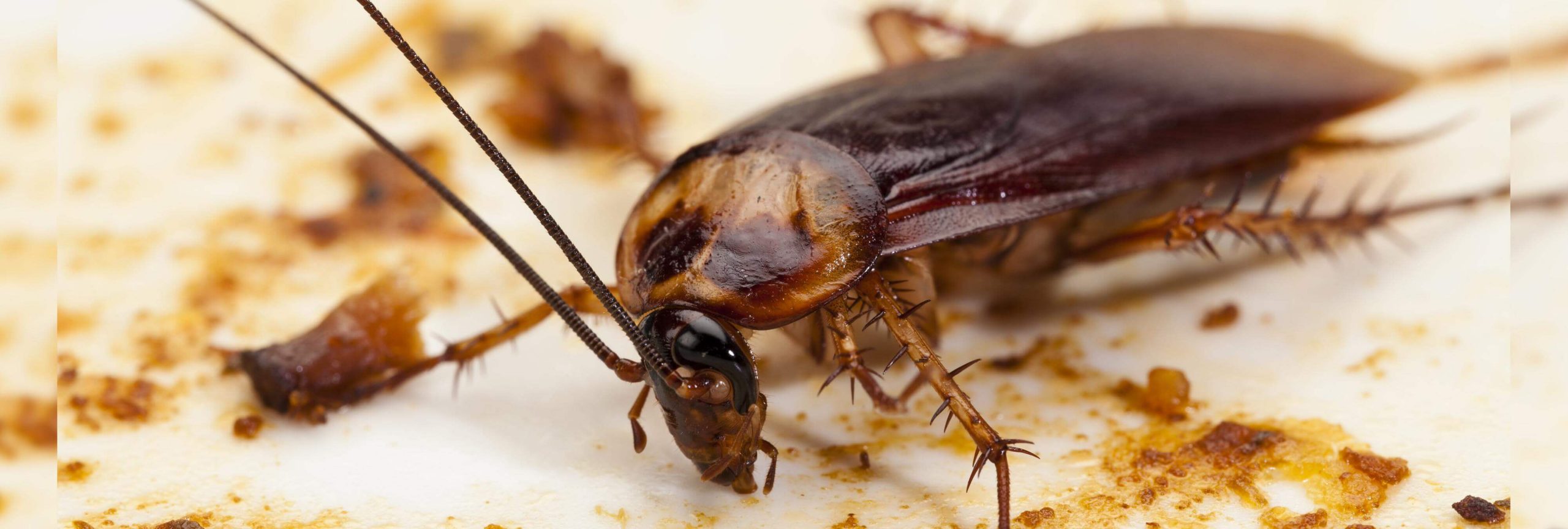 Унищожаване-на-хлебарки-американска-хлебарка-Pestarest.bg